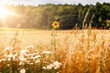 Maisfeld Feld mit Sonnenblumen von einem Bauern mit Wald im Hintergrund bei strahlendem Sonnenschein