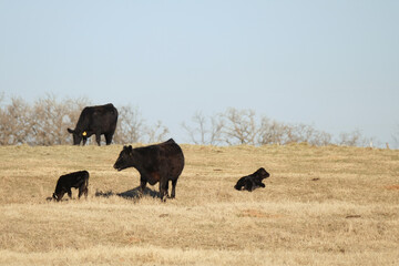 Sticker - Black angus beef cattle herd in rural Texas ranch field with copy space on background.