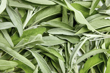 Wall Mural - Sage herb leaves texture background. Fresh garden sage plant, top view