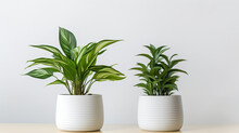 Two Potted Plants Sitting On A Table