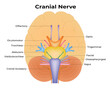 Cranial Nerve Science Design Vector Illustration Diagram