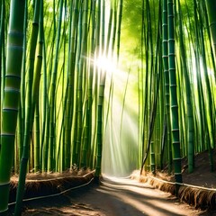 Wall Mural - bamboo forest in the morning