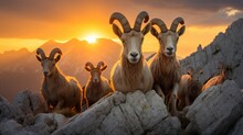 Into the Heart of the Dolomites at Sunset: A Spectacular Encounter with a Herd of Ibex, As They Navigate the Rugged Terrain of the Alpine Wilderness.