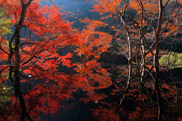Wall Mural - Colorful autumn foliage with reflection on water