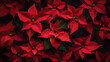 Christmas poinsettias festive holiday background, Poinsettia Flowers