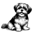 Full-length sitting Shih Tzu portrait. Hand Drawn Pen and Ink. Vector Isolated on White. Engraving vintage style illustration for print, tattoo, t-shirt, coloring book