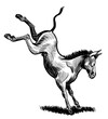 Kicking mule. Hand-drawn black and white illustration