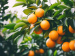 Bunch of fresh ripe oranges hanging on a tree in orange garden