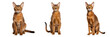Majestic Abyssinian Cat Isolated on Transparent Background