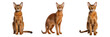 Majestic Abyssinian Cat - Striking Full-Body Portrait on Transparent Background