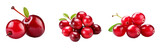 Cranberry Fruit Delight: Full-bodied Vibrant Images on Transparent Background