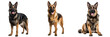 Captivating German Shepherd Dog Isolated on a Transparent Background
