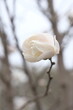 White bud of magnolia on a branch without leaves.