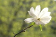 White magnolia flower photographed from the front.