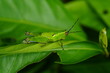 Grasshoppers are herbivorous insects belonging to the suborder Caelifera within the order Orthoptera. They're known for their powerful hind legs adapted for jumping |蝗蟲