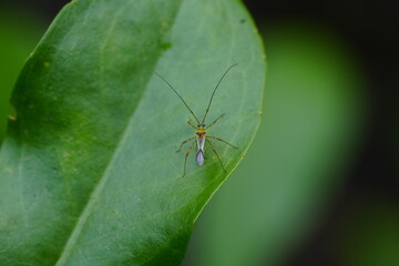 Wall Mural - Helopeltis fasciaticollis is a species of true bug belonging to the family Miridae, commonly known as plant bugs. 