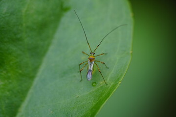 Wall Mural - Helopeltis fasciaticollis is a species of true bug belonging to the family Miridae, commonly known as plant bugs. 