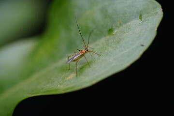 Wall Mural - Helopeltis fasciaticollis is a species of true bug belonging to the family Miridae, commonly known as plant bugs. 