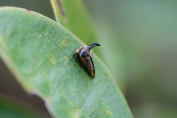 Wall Mural - Oxyrachis tarandus, like other treehoppers, has a distinctive appearance. Its body is often adorned with spines, horns, or other projections, giving it a unique and sometimes fantastical appearance. 