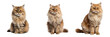 Elegant Persian Cat in Full Body Pose on Transparent Background