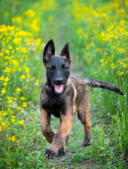 Sticker - puppy belgian shepherd in nature