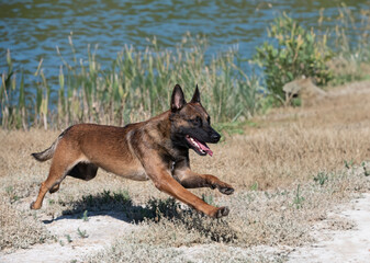 Wall Mural - belgian shepherd in nature