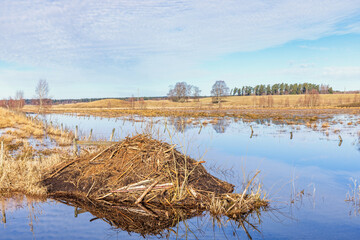 Wall Mural - Beaver lodge in a flooded landscape at spring