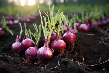 Wall Mural - Onion plants row growing on field