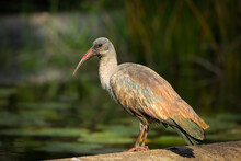 A Hadeda Ibis Bird Sitting On The Edge Of A Pond In The Botanic Gardens In Durban, South Africa.