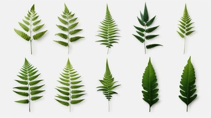 Poster - A collection of various green leaves arranged on a clean white surface. Perfect for nature-themed designs or botanical illustrations