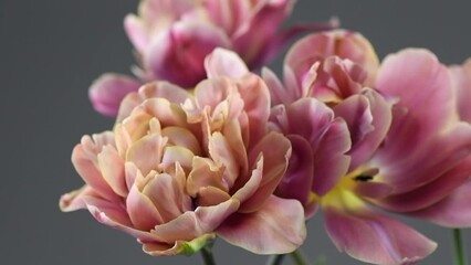 Wall Mural - Tulip bouquet, tulips spring flowers close up, blooming pastel pink tulipEaster background, bunch. Beautiful Spring flowers blooming, beauty flower. Watercolor Belle Epoque tulips. On grey background.