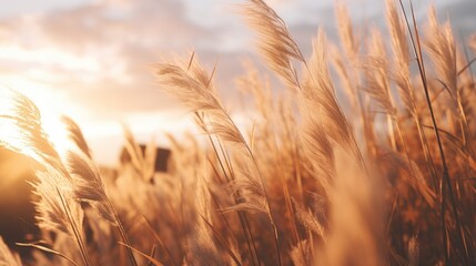 Poster - A beautiful sunset over a field of tall grass. Perfect for nature and landscape themes