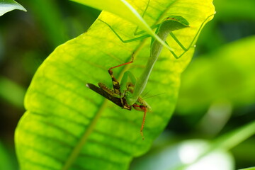 Wall Mural - The Carolina mantis, scientifically known as Stagmomantis carolina, is a species of praying mantis native to North America.|卡罗来纳螳螂