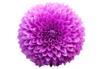 Poster - A close-up view of a vibrant purple flower against a clean white background. This image can be used for various purposes, such as floral design, nature-themed projects, or as a decorative element