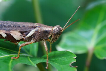 Wall Mural - Xenocatantops humilis is a species of grasshopper belonging to the family Acrididae, commonly known as the Moroccan locust or the Sahara grasshopper. |撒哈拉蝗虫