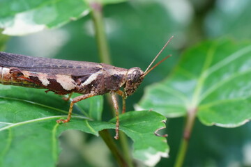 Wall Mural - Xenocatantops humilis is a species of grasshopper belonging to the family Acrididae, commonly known as the Moroccan locust or the Sahara grasshopper. |撒哈拉蝗虫