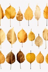 Poster - A collection of different types of leaves arranged on a white surface. Ideal for nature-themed designs or projects