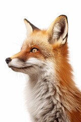 Poster - A close-up shot of a fox's head against a white background. Perfect for nature enthusiasts or animal lovers