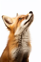 Sticker - A detailed close-up image of a fox gazing upwards. Perfect for nature enthusiasts and animal lovers