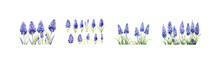 Watercolor Muscari Plant Clipart For Graphic Resources. Vector Illustration Design.