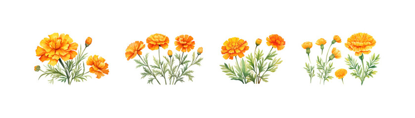 Watercolor marigold flower clipart for graphic resources. Vector illustration design.