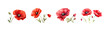Watercolor red poppy set. Vector illustration design.