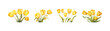 Watercolor yellow tulip set. Vector illustration design.