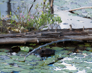 Wall Mural - Beaver Photo and Image. Close-up head view swimming in the pond by a dead tree trunk and lily pads surrounded by vegetation in its environment and habitat.