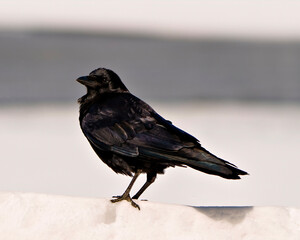 Wall Mural - Raven Crow Photo and Image.  Close-up side view standing on snow with a soft white background contrast in its environment and habitat surrounding. Crow Picture.