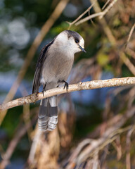 Wall Mural - Gray Jay Photo and Image. Close-up profile view perched on tree branch with a blur forest background in its environment and habitat surrounding, displaying grey feather plumage wings and tail.