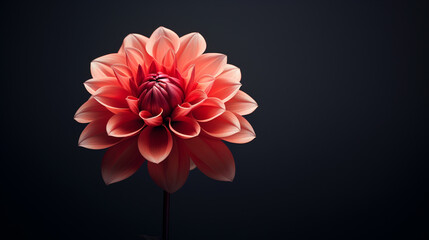 Wall Mural - a beautiful lushly blooming light red flower against a dark background, the flower conveys coziness and warmth