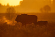 European bison - Bison bonasus in the Knyszyn Forest