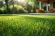 Beautiful green grass lawn closeup in the yard of a house