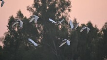 Flock Of Eurasian Spoonbill Birds Flying In Morning Over Wetland